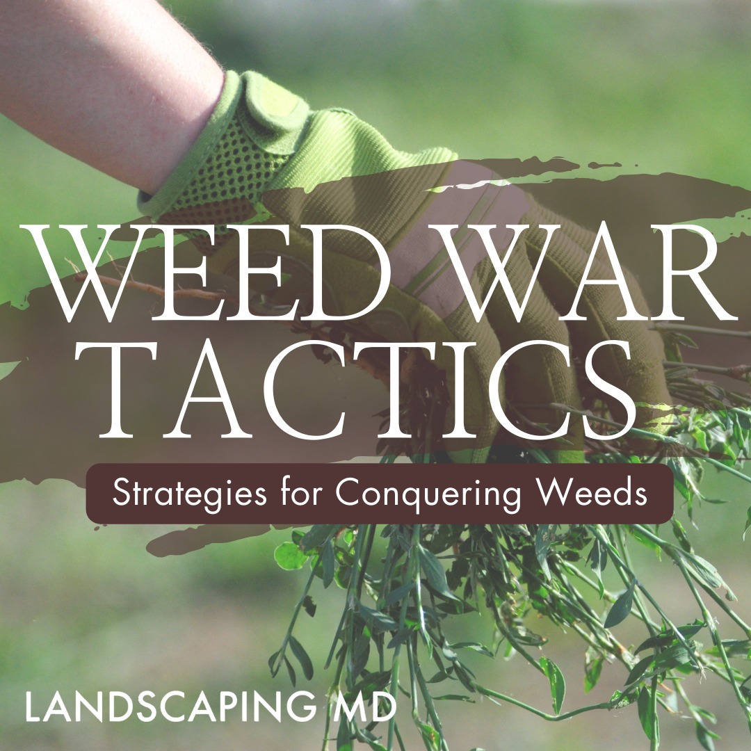 Weed war tactics for the backyard, strategies for conquering weeds for your landscape in Ridgefield, Washington