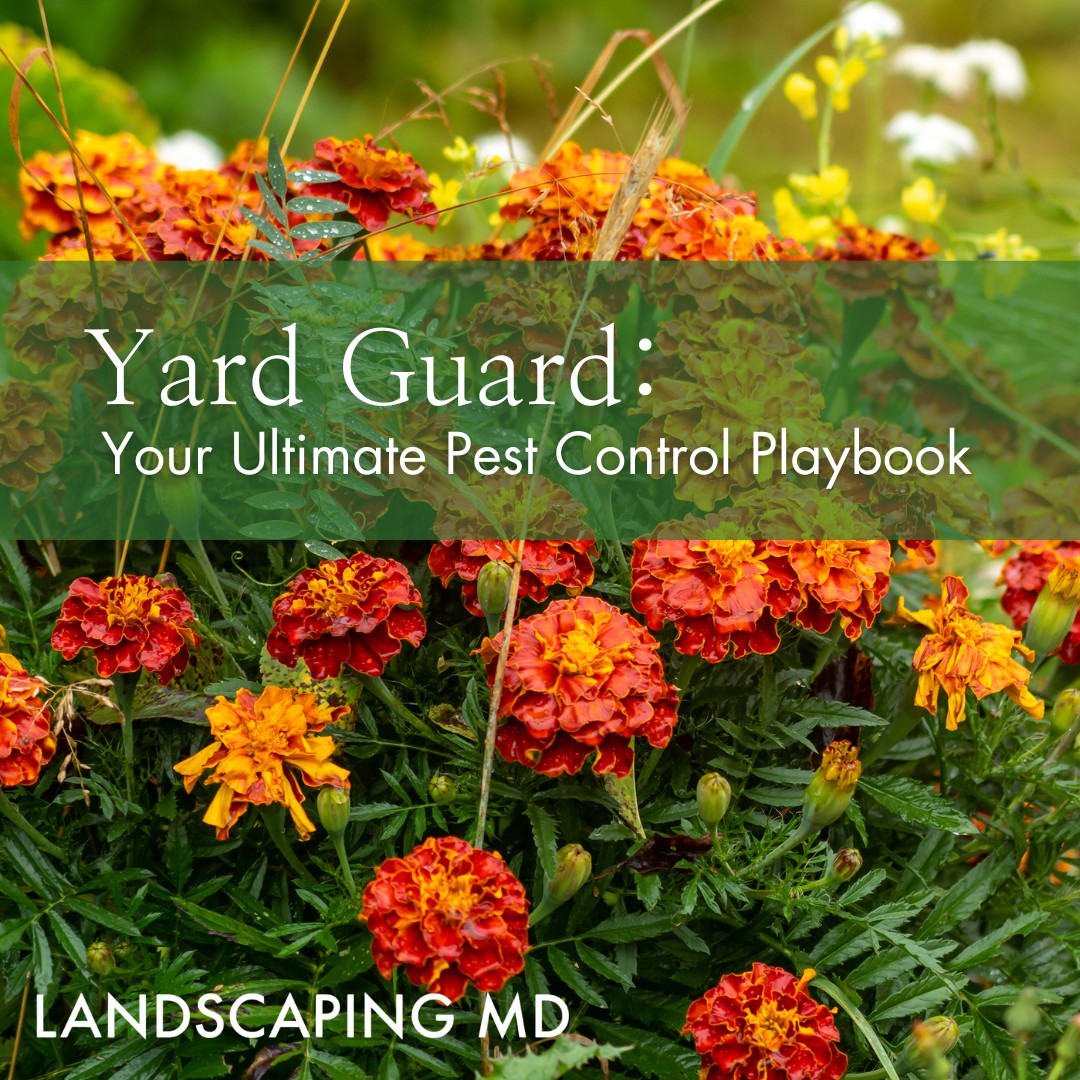 How to keep your lawn under control with the right pests, Yard Guard landscaping in Ridgefield, Washington