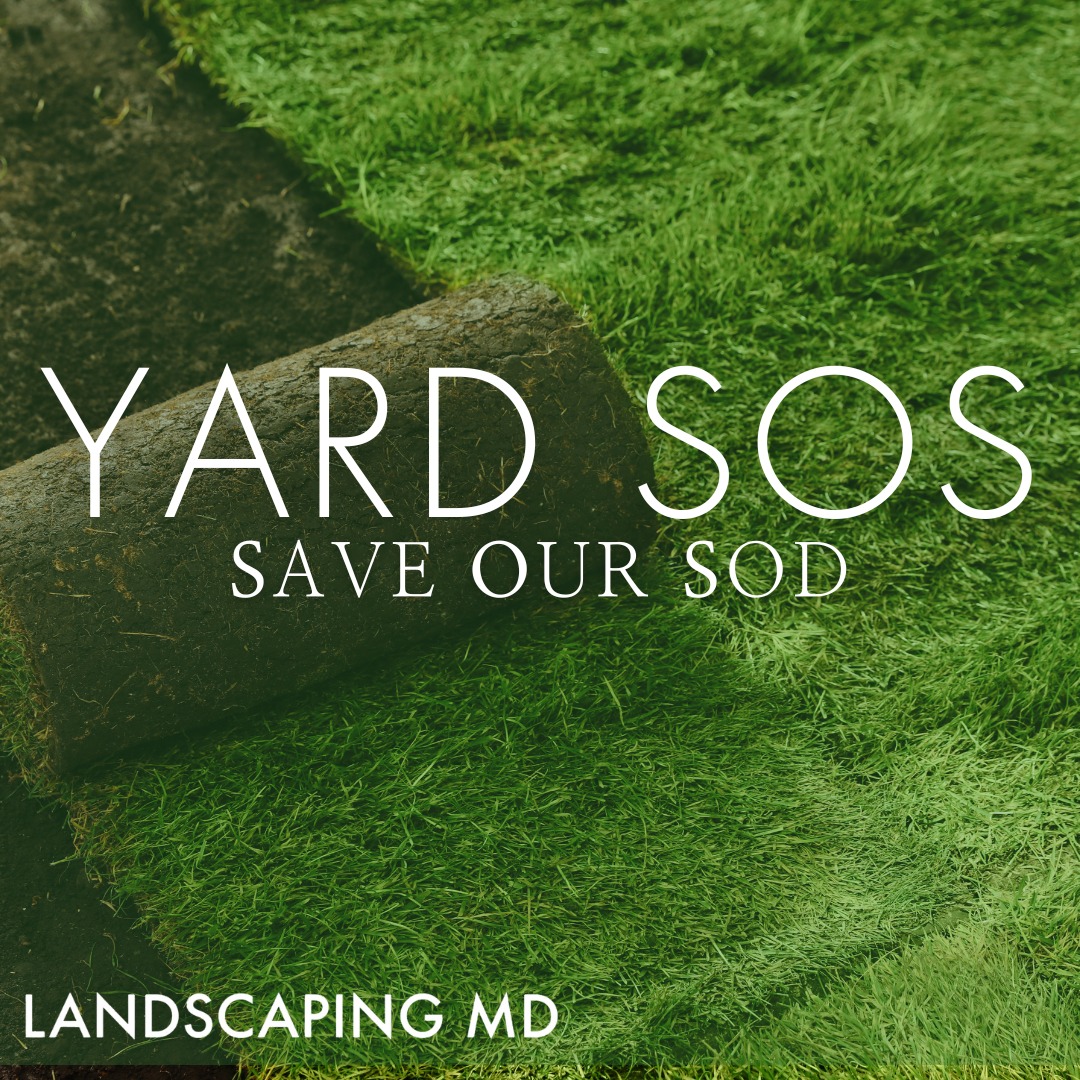 How to protect your backyard Sod for your landscape in Ridgefield, Washington