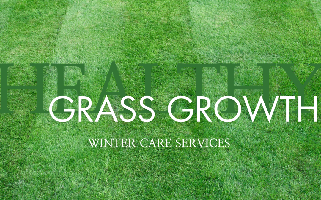 Healthy green lawn covered in a light frost, showcasing the importance of winter lawn care for vibrant spring growth.