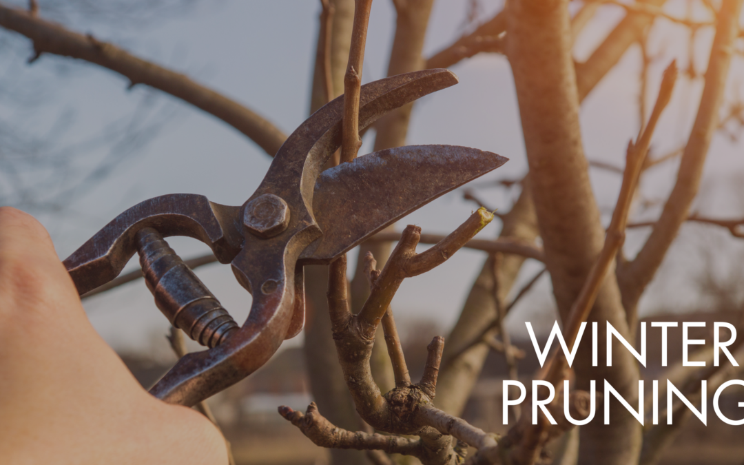 Professional winter pruning services by Landscaping MD for healthy spring growth.