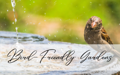 Invite Feathered Friends to Your Garden!