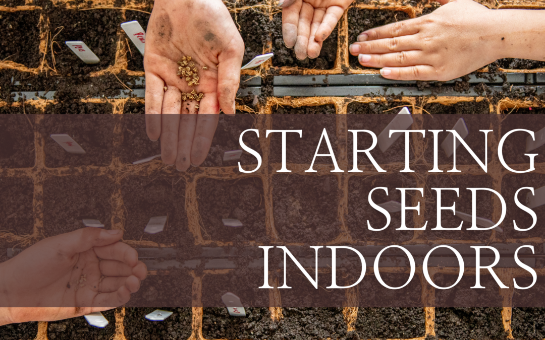 Start seeds indoors this February – a close-up of young green seedlings sprouting in small biodegradable pots, placed near a sunny window. Gardening tools and seed packets are neatly arranged nearby, ready for the planting season.