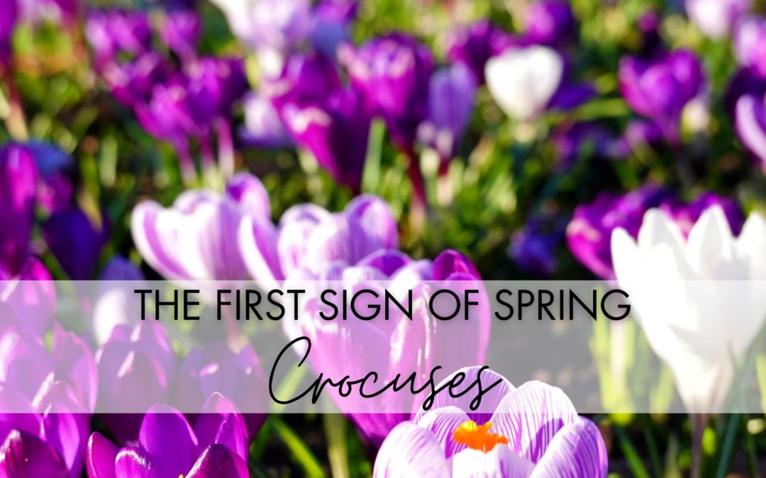 A cluster of vibrant crocuses symbolizing the arrival of spring in a Ridgefield, WA garden, surrounded by a lush landscape that showcases the beauty of early bloomers in local outdoor spaces.
