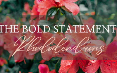 The Bold Statement of Rhododendrons