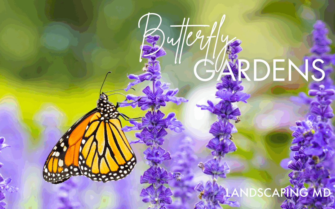 Butterfly garden in Ridgefield, WA with colorful butterflies