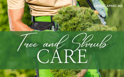 Tree and Shrub Care – Maintain Your Yard’s Backbone